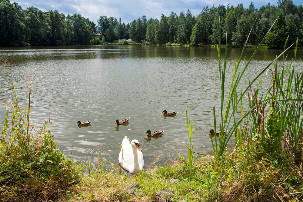 Krásná Lípa - rybník Cimrák